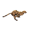 CHEETA