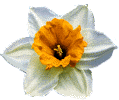 FLOR