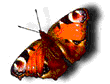 MARIPOSA